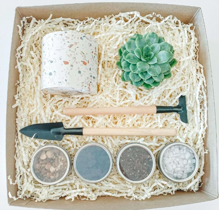 Mini Succulent Growing Kit